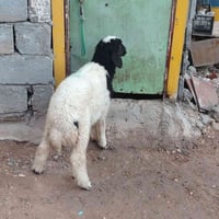 ٢٢٠فولت • مجال • طوريج