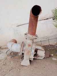 مولد • مع خنزيرة • للبيع