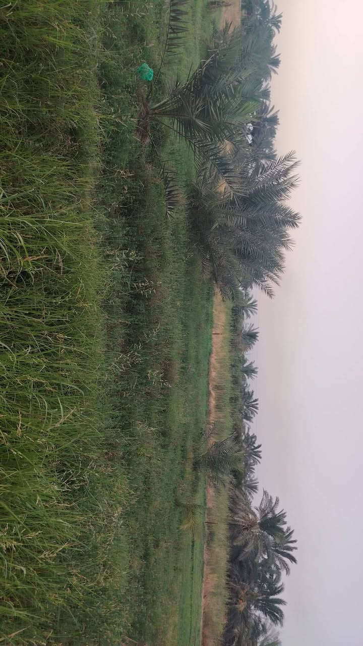 أرض زراعية البيع ماء كهرباء كلشي متوفر يمها قطعه حلوه مرتبه دونمين وربع لاستفسار أكثر

المكان الزويه سند 117
 *********** انتصال او وتساب
