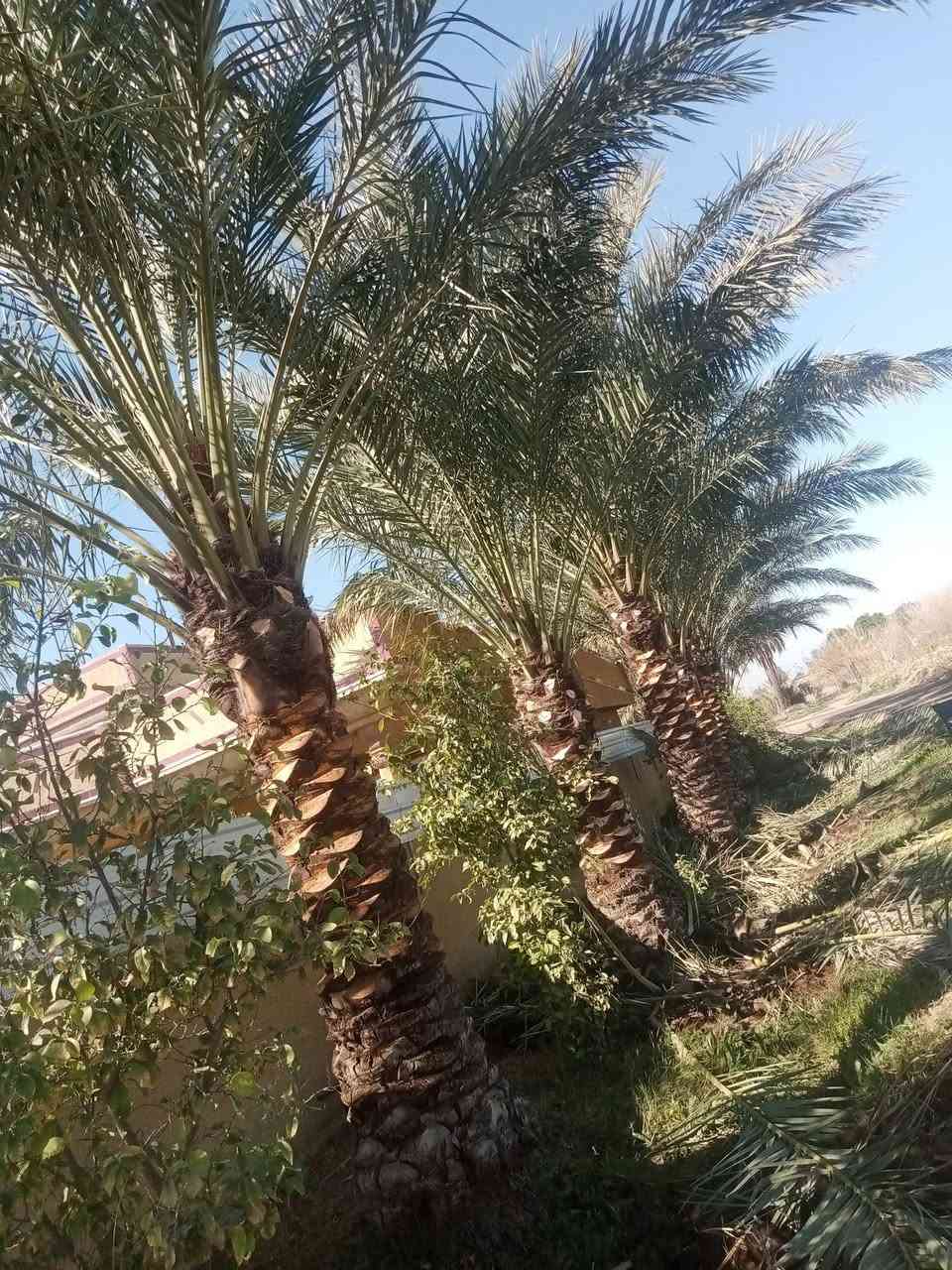 تكريب وقلع الفسائل وشتال وترتيب الحدائق 
الشمري ***********
