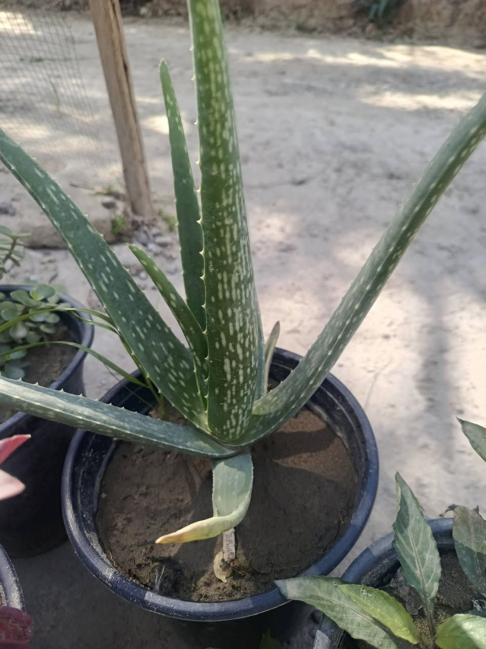 عرض لمدة اسبوع والتوصيل مجاني (المسيب____كربلاء____حله_)
6 شتلات متنوعه + كونية سماد حيواني) بسعر 15 الف


**إذا كنت صاحب هذا الإعلان وتريد حذفه لأي سبب، رجاءا أرسل رسالة إلى الدعم الفني**