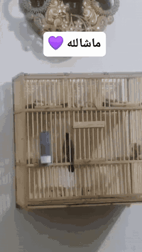 طور بدره لسانات كلهن قويه مثل ما موضح بل   فديو طير بي طويله يطك جناح ...