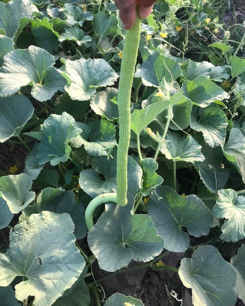 افظل بذور خيار هاي نوعيه الي يريد يزرع منه 
عندي كميه محدوده منه الي يريد يراسلني


**إذا كنت صاحب هذا الإعلان وتريد حذفه لأي سبب، رجاءا أرسل رسالة إلى الدعم الفني**