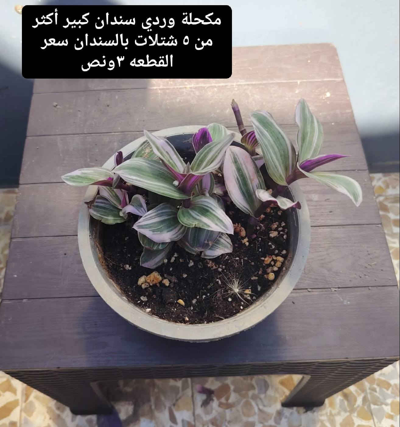 بسم الله الرحمن الرحيم
بعض النباتات المميزة المتوفرةلديناوبأسعار مناسبة 
يوجد لدينا توصيل ايمن أربعة ايسر ثلاثة 
العنوان موصل حي السماح الثانية قرب مدرسة الامام الزهري 
للاستفسار التواصل على الخاص


**إذا كنت صاحب هذا الإعلان وتريد حذفه لأي سبب، رجاءا أرسل رسالة إلى الدعم الفني**