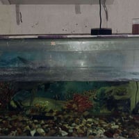 حوض سمك • ملحقات • نجف