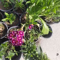 🌿 مشتل الشاهين الزراعي 🌿 وجهتكم الأولى لكل ما يخص الزراعة والحدائق في ...