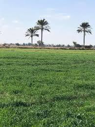 الكرمة اللهيب • ١٧ دونم • طابو زراعي