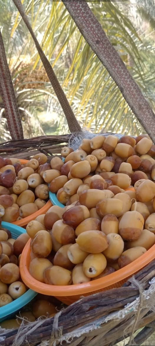 زبائننا الكرام وأهلنا الطيبين... بعد انقضاء زيارة الأربعين المباركة، نعود إليكم بكل حب وشوق.
​مثل ما عودناكم كل سنة، موسم جديد وخير جديد من [اسم تمرك أو براندك]، أحلى وأطيب أنواع التمر الفرش من البستان لإيدكم مباشرة. 🌴✨
​📦 نلتقيكم على خير بعد الزيارة لتلبية كافة طلباتكم.
📲 للأحجز والاستفسار: ***********.. واتساب
