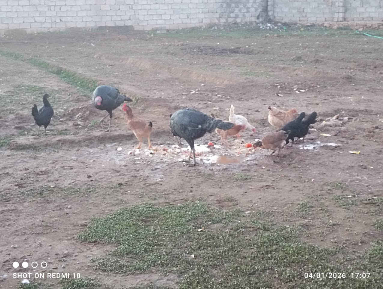 السلام عليكم موجود دجاج عرب عتاكي للبيع + ديج بصره للبيع السعر اتصل عل رقم ***********
