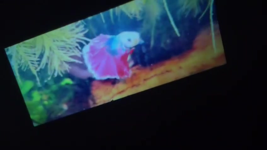 مرحبا عيني عندي سينما للبيع ترهم للمزارع وللمات العائليه اخذتها ب60من امزون واريدها ب35وبيها مجال مستعجله ع بيعها


**إذا كنت صاحب هذا الإعلان وتريد حذفه لأي سبب، رجاءا أرسل رسالة إلى الدعم الفني**