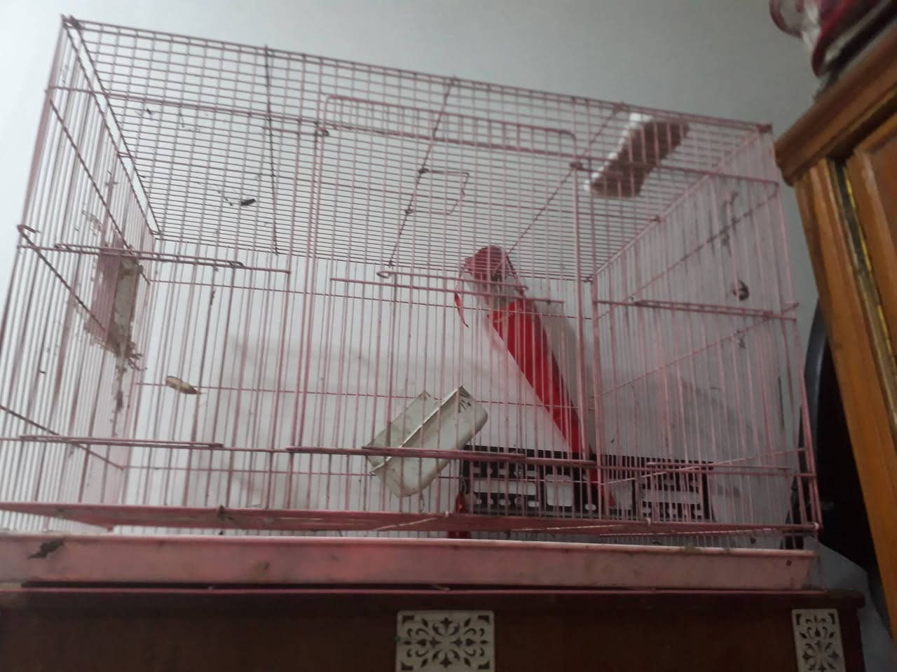 سلام عليكم غراض للبيع كلمن وسعره


**إذا كنت صاحب هذا الإعلان وتريد حذفه لأي سبب، رجاءا أرسل رسالة إلى الدعم الفني**