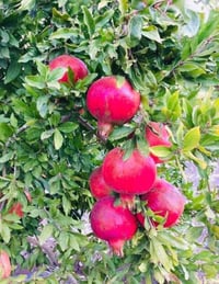 رمان وندر فول • درجة أولى • صلاح الدين بلد يثرب