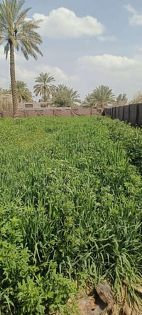 يوجد ضمانه برسيم ثخين وعالي مساحته دونم ونص شكد تريد بخدمتك الاستفسار ...