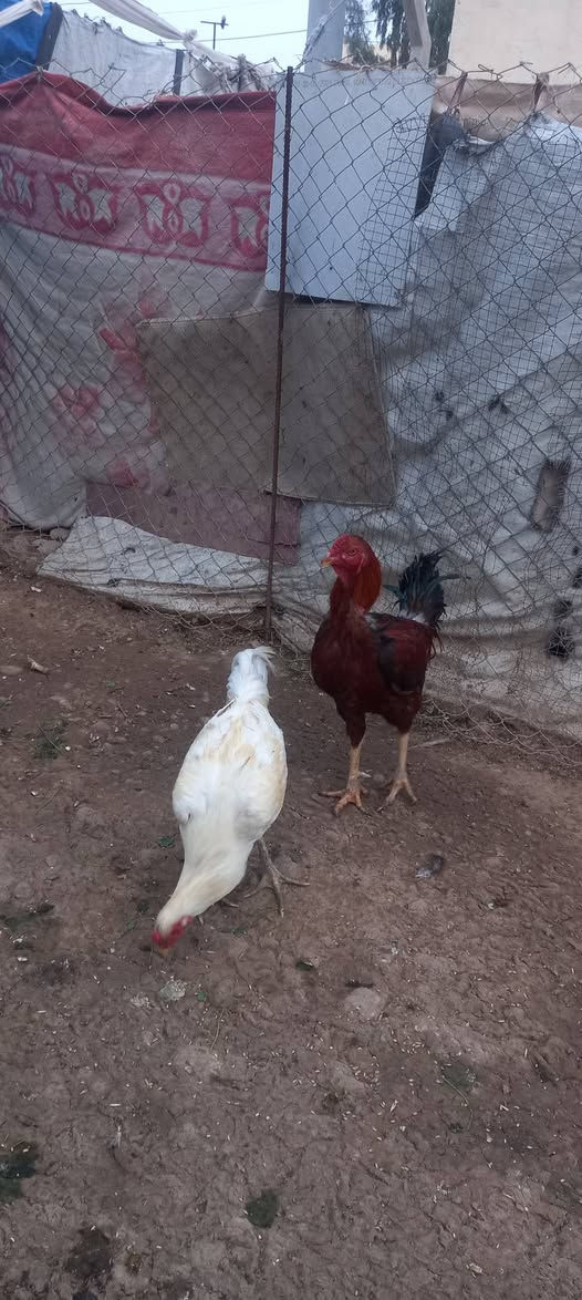 ماشاءاللە
دوو کەڵەشێری دوو ڕەگی شام فول  وەزندار  سورەکە نزیک ٤ کیلۆ  سپیەکە نزیک ٣ کیلۆ بەردەستە
شوێن ڕزگاری و کەلار


**إذا كنت صاحب هذا الإعلان وتريد حذفه لأي سبب، رجاءا أرسل رسالة إلى الدعم الفني**