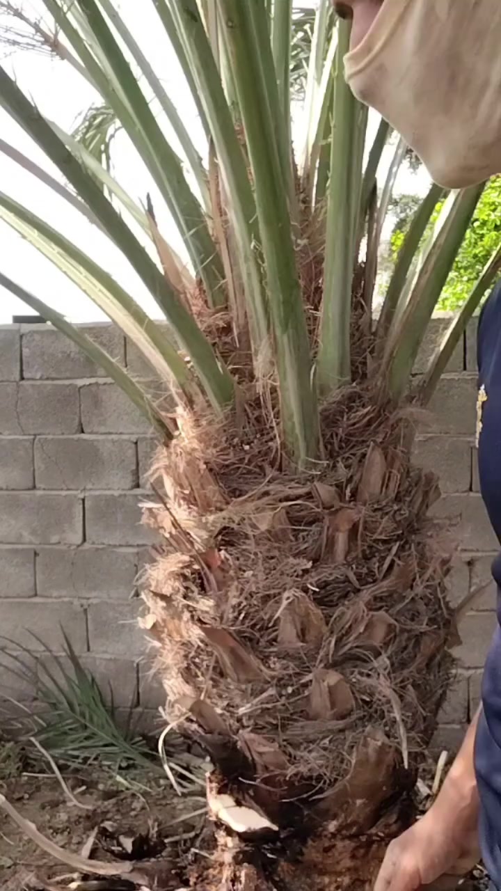 #عراق #عراقي #بصرة #بغداد #مزارع_عراقي #نخيل_عراقي #تمور_عراقية #بساتين_العراق #تراث_عراقي #طبيعة_العراق @


**إذا كنت صاحب هذا الإعلان وتريد حذفه لأي سبب، رجاءا أرسل رسالة إلى الدعم الفني**