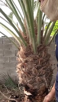 البصرة • نخيل • تمور