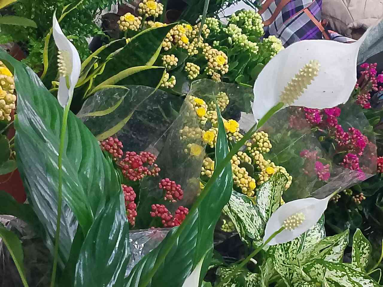 نباتات ضليه دائميا
بأنسب الاسعار توصيل جميع مناطق كركوك
مشتل غصن  
للستفسار مراسلة الصفحه


**إذا كنت صاحب هذا الإعلان وتريد حذفه لأي سبب، رجاءا أرسل رسالة إلى الدعم الفني**