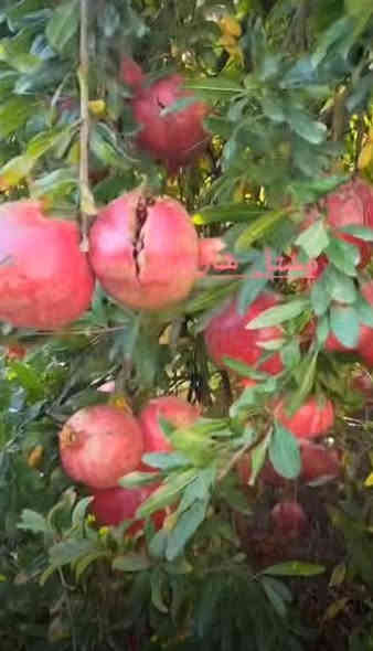 مشتل الجمعيه 💯 
قريباً جداً يتوفر رمان وندر فول ضمان💯
الدجيل الجمعيه خلف الدفاع المدني 💯
للاستفسار والحجز ***********
توجد لدينا خدمه توصيل داخل الدجيل 💯 
علما ارتفاع الشتله متر السعر 3000💯💯
