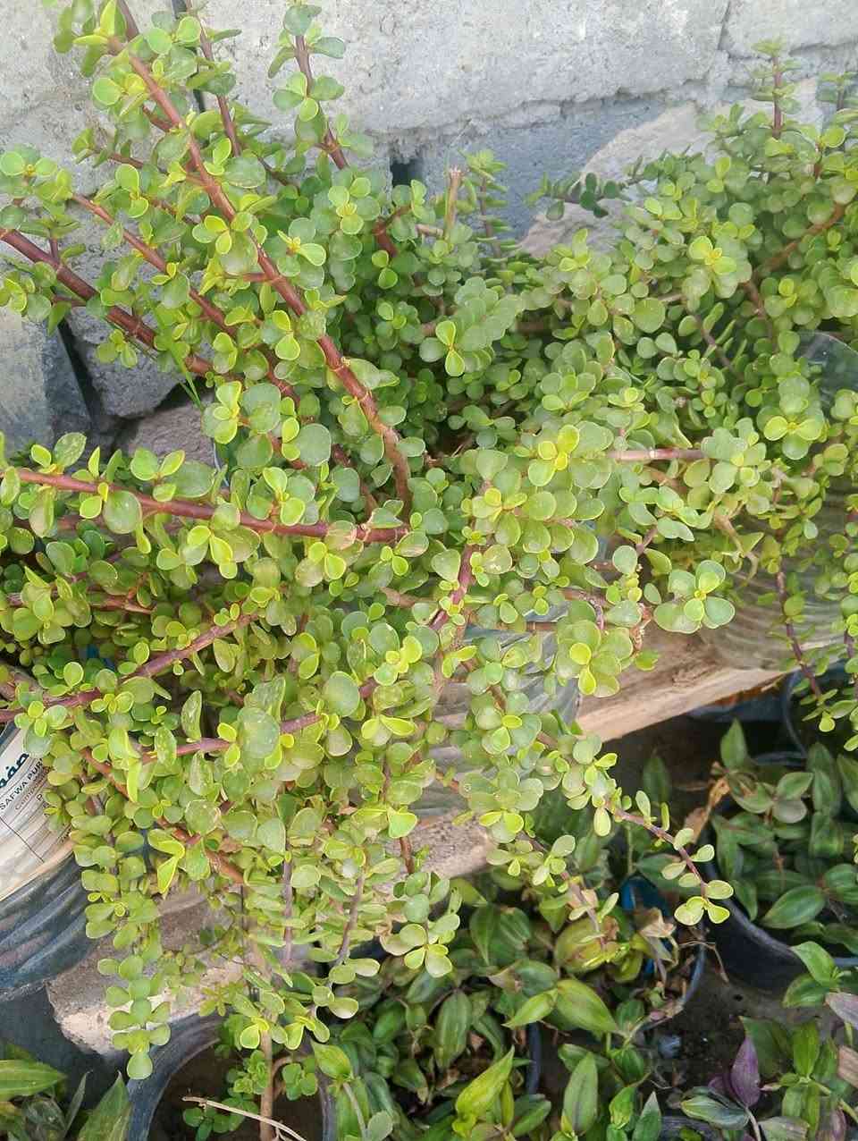 السلام عليكم زبائن الكرام عروض اليوم الخميس ينتهي العرض ٣ قطع ب٣٥ توصيل مجاني قارورة مالت مي يعني دبه مو سندانه اخر ١٠ قطع 🚘🚘🚘🚘🍀🌿🌿🌿🌿🌿🌿


**إذا كنت صاحب هذا الإعلان وتريد حذفه لأي سبب، رجاءا أرسل رسالة إلى الدعم الفني**