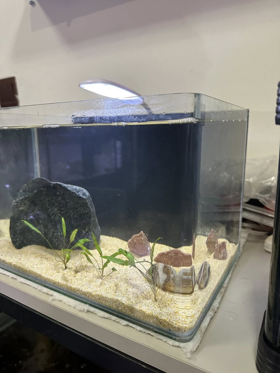 بە كاملی نرخی بۆتە  40 هەزار ..
حەوزێك بۆ ماسی فایتەر دیزاین كراوە
لیدێكی لەگەڵە
٣ چڵ گیای سروشتی لەگەڵە
 بنی حەوزەكە بە بەردی وردی زەرد ڕازاوەتەوە
چەند بەردێكی  گەورەی جوانی لەگەڵە وەك دیزاین
پشتی باگراوندی ڕەشی لێدراوە
قیاسی درێژی 30 سم بەرزی 20 سم پانی 20 سم
_______________________
ئەوەی ویستی نامە بنێرێت لە واتس ئەپ یا ڤایبەر 
***********
گەیاندنمان تەنھا بۆ ناو سلێمانی ھەیە
