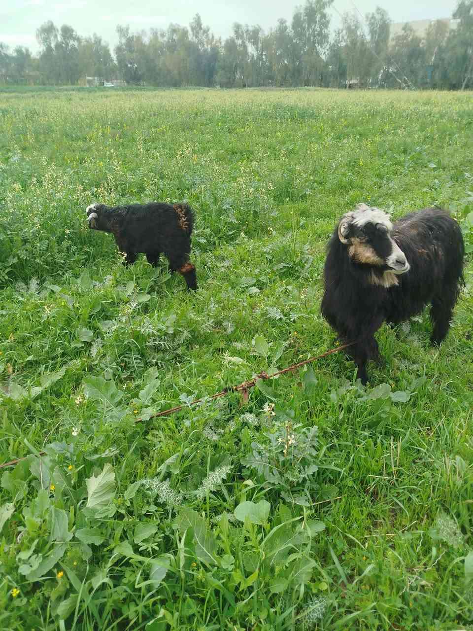 2 بزنو کاریك  فرۆشتن جوانن  ساغو تە ندروست  ***********
