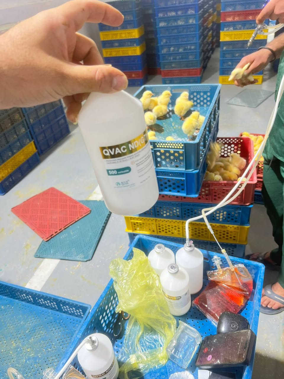 بسمِ اللهِ ماْ شاءَ الله تَعالى 🌿🤲

اليوم تم تلقيح وجبه افراخ لحم 🐣🐤
  

بتأريخ  15 / 2 / 2026

بادارة كادر الثقه

نعمل بأنسب الأسعار ودقه في العمل

مستعدين لتلقيح كافه الوجبات اللحم والبياض والتجنيس

للحجز والاستفسار التواصل على الرقم  ***********
‏‪0 770 467 4564‬ بادارة ابو حيدر
او مراسله الصفحه

والتوفيق للجميع أن شاء الله تعالى 🙏❤️
