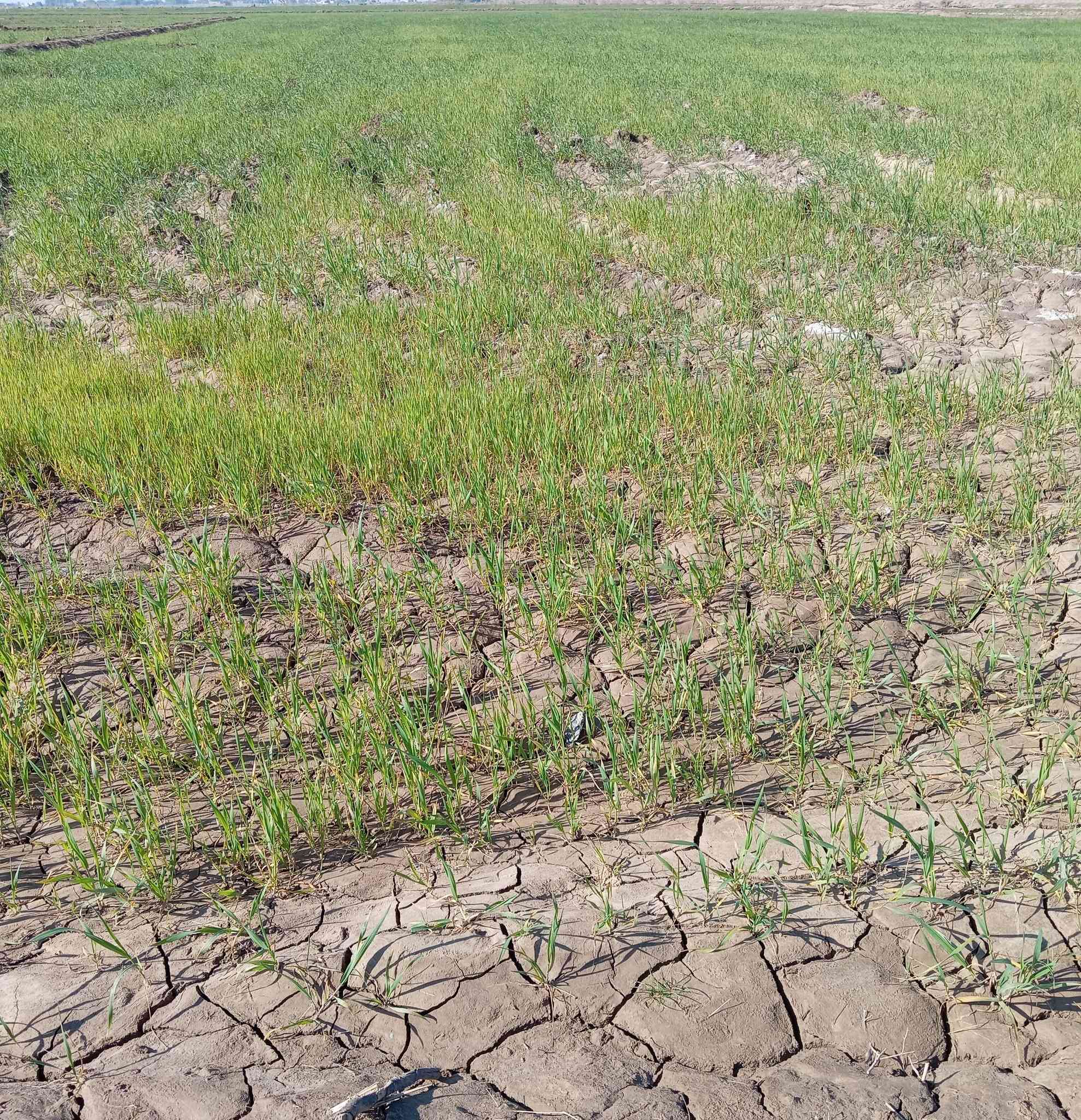 السلام عليكم أرض زراعيه للبيع المساحه ١٠ دونم على مشروع النعميه غير متواجد على الخاص السعر اتصل ***********
