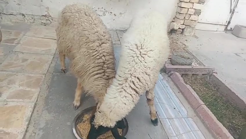 سلام عليكم طليان للبيع شراي يتصل ***********خاص واتساب توصيل موجود مكاني حي البتول
