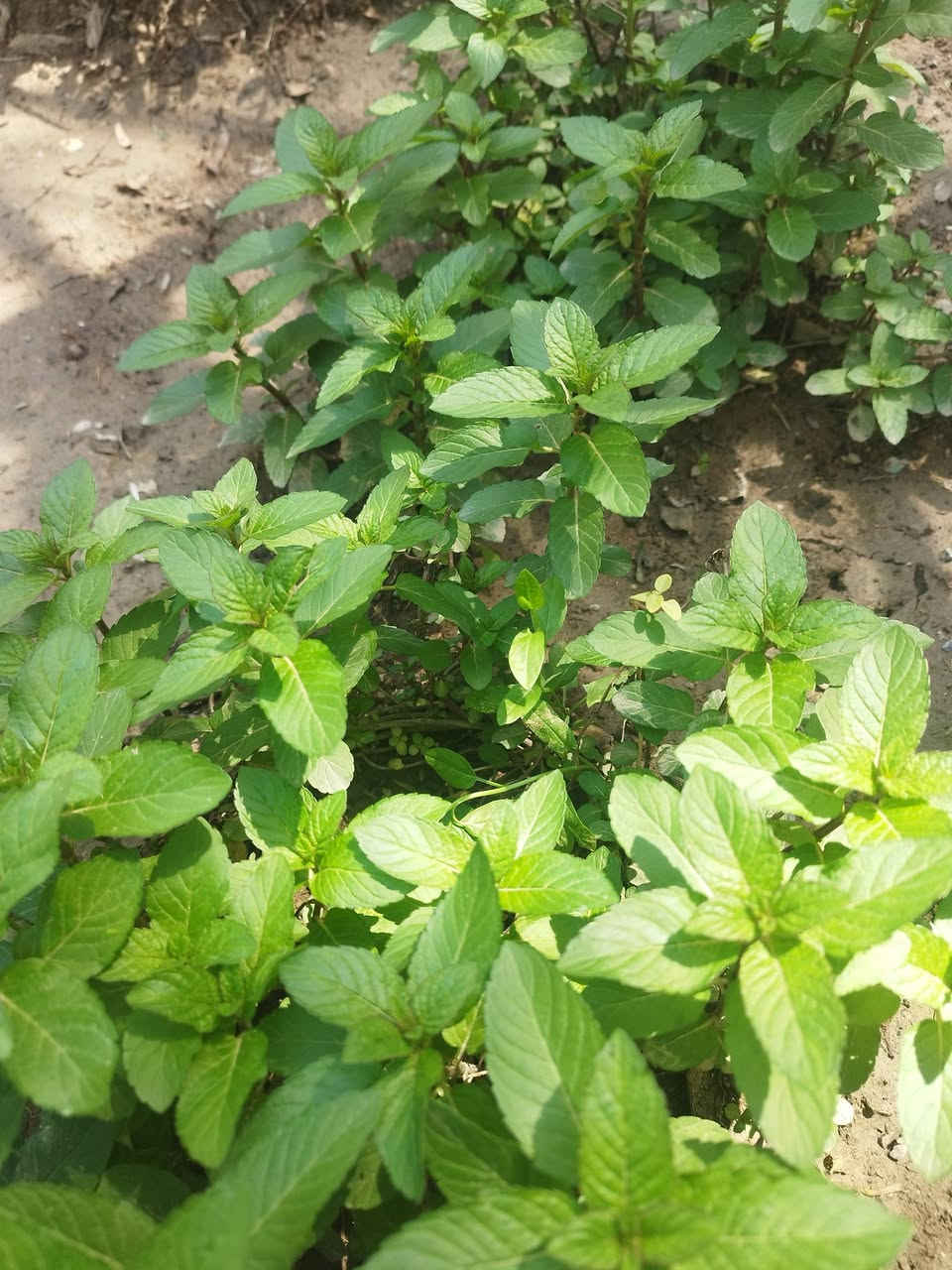 سلام عليكم 

متوفر أنواع الورد الدائمي الضلي و الشمسي 

مكاني الخالص حي الزهراء 

توصيل داخل الخالص للحجز :

***********
واتساب
