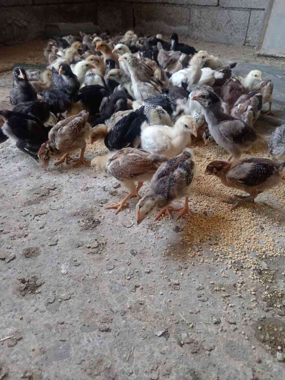 متاح افراخ عرب اصلي ملقح جاهز عمر ٢٦ يوم سعر
الزوج ٤٥٠٠ قفل ابيع شلع ٧٥ زوج هنه اليريدهن هسه يجي ياخذهن مستعجل على البيع لحد يعاملني متلكي بهيج سعر
مكاني الخالص قرب فلكة مصطفى جواد 
***********
