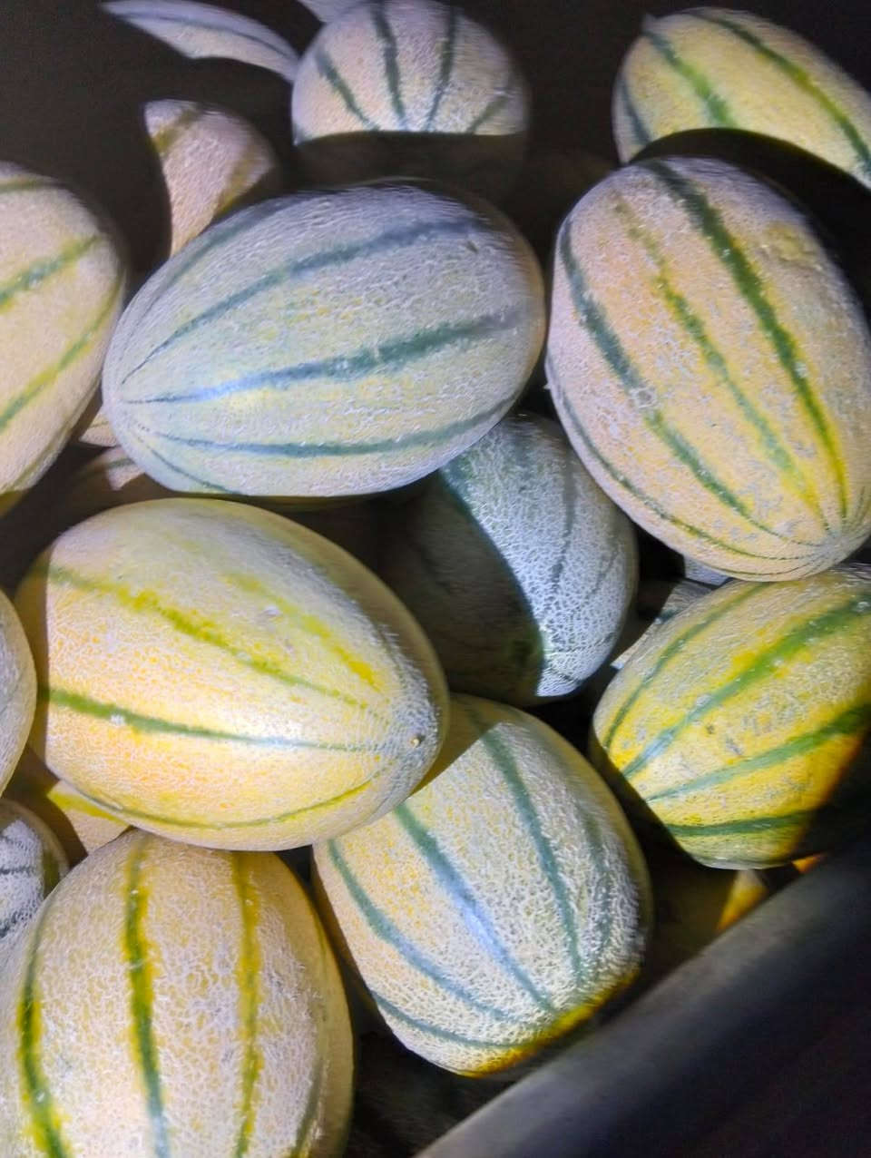 متوفر بذور بطيخ درجة اولى فول     ***********
