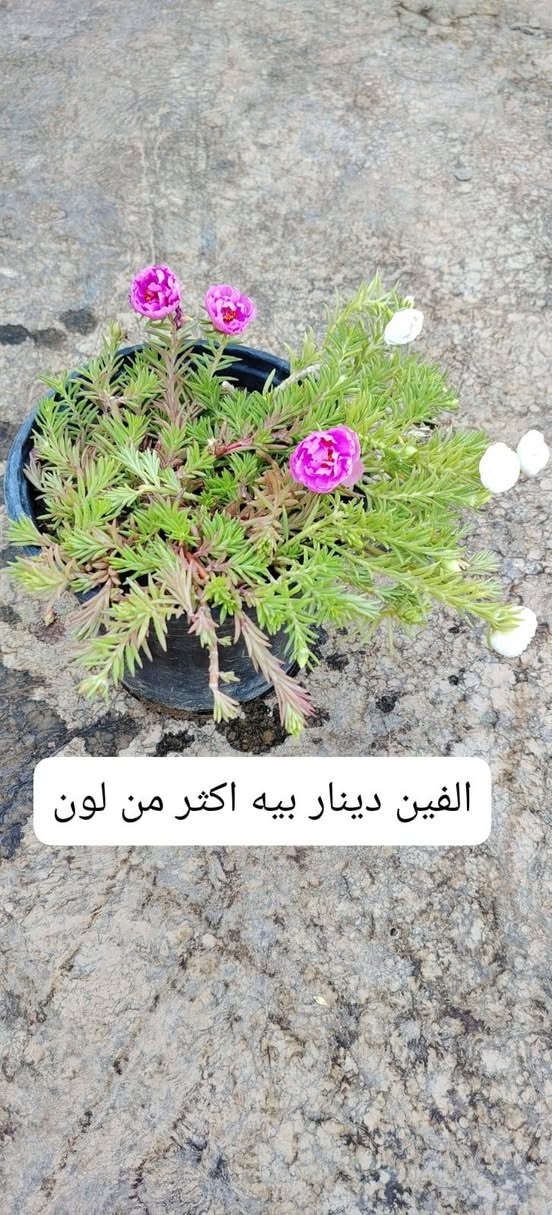 توصيل داخل النجف فقط للاستفسار***********
