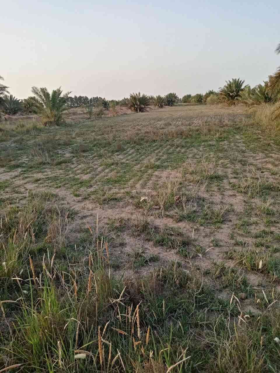 ارض زراعية للبيع مساحة ٢٠ دونم منها ١٠ دونم بستان فيها ١٢٠ نخلة مثمرة علما ان سنه زراعه النخيل سنه ٢٠٠٧ علما ان معظم النخيل فسائلها معها لها واجهه على شط الغراف ٢١٠متر ولها واجهه على شارع تبليط ٢٥م تسقى بواسطة غطاسات نهر السقي خاص بها فقط بالاضافه إلى ماء اساله تبعد عن قضاء الحي ٢كيلو في محافظه واسط للاتصال ***********
