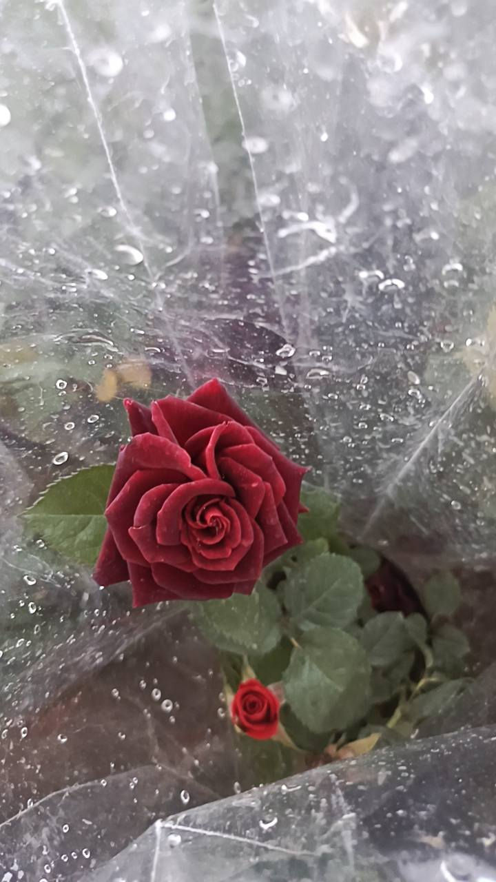 السلام عليكم
مشتل سيد حسين قرب جسر الصويره 
يوجد كافت انواع الأشجار الحمضيات والضليات والزينه 
ودايات البيتنجان والطماطه والفلفل
***********
