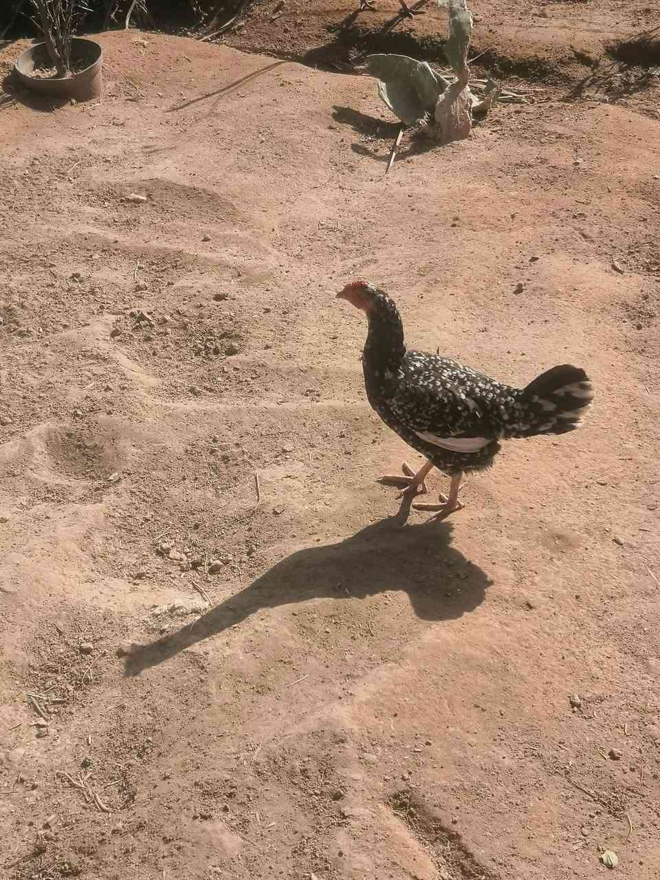 سلام عليكم متاح دجاجه ورد الباكله مكان بغداد جسر ديالى الجديد ***********
