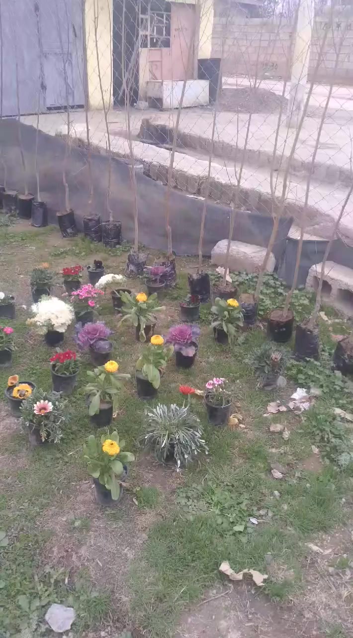 متوفر اشجاار خوخ عرموط والو مشمش تفاح برتقال زيتون كلابتس ورد سرو زينه 
العنوان النمرود قريه الشروق ***********
