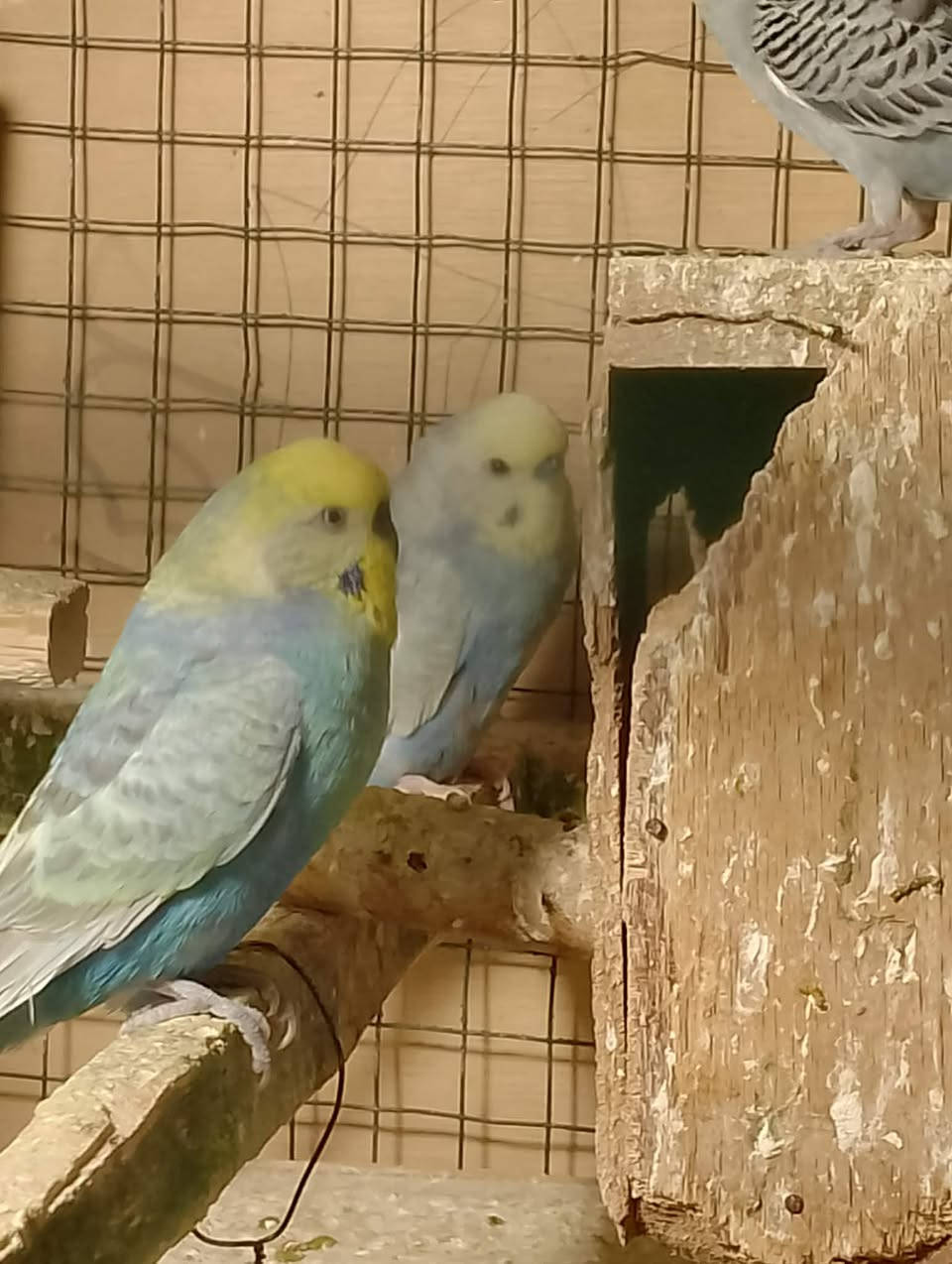 للبيع طيور حب تراكيب ريمبو وبيهن ٣ اوبلاين ٦ أزواج مزاويج وعدهن افراخ وبيهن امبيضات وتك واحد يعني ١٣ واحد ابيع شلع هنه وقفصهن سعرهن ١٢٠ الف تفاصيل أكثر خاص مكاني جلولاء


**إذا كنت صاحب هذا الإعلان وتريد حذفه لأي سبب، رجاءا أرسل رسالة إلى الدعم الفني**