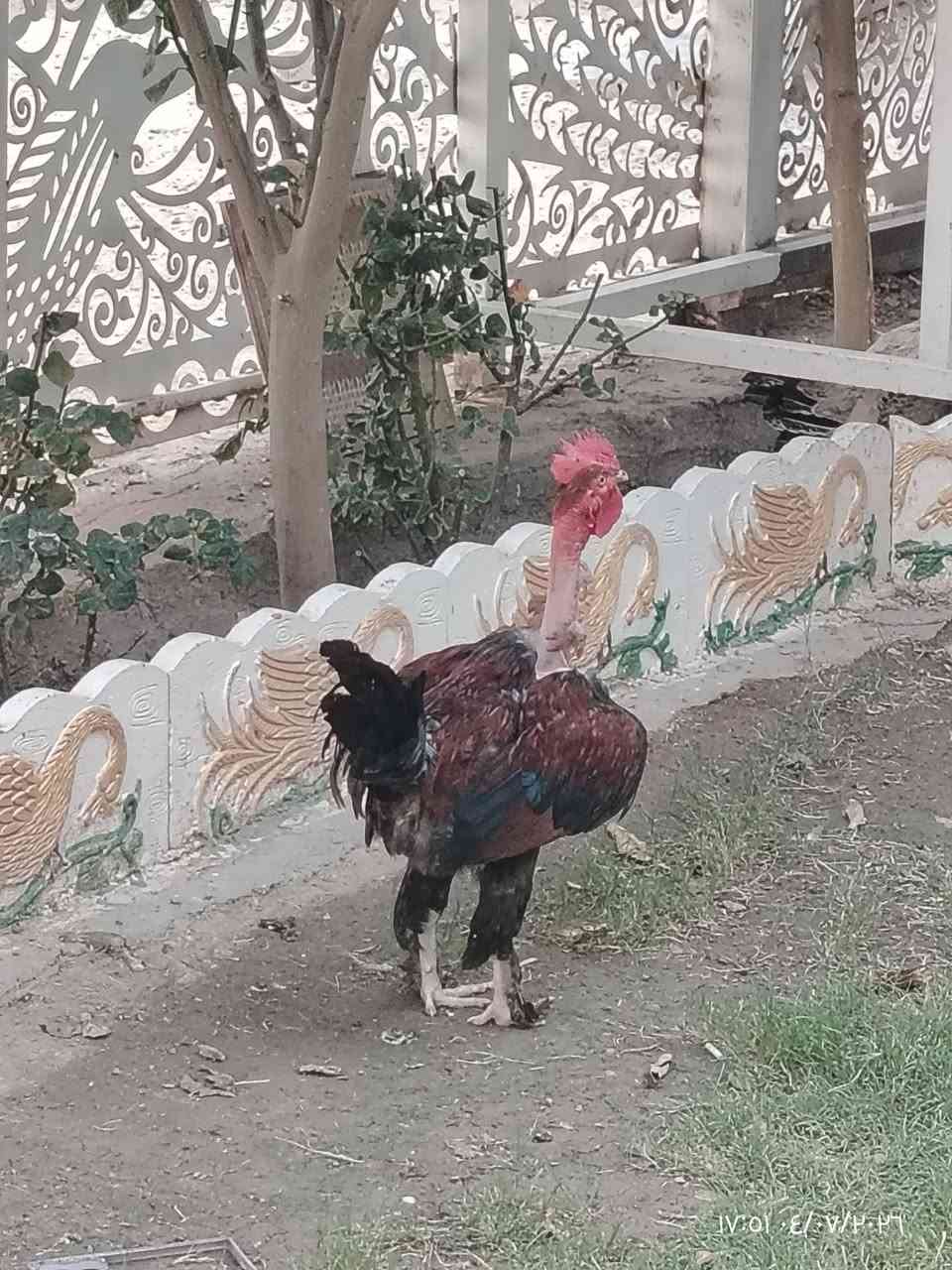 سلام عليكم
ديج ابو دلعا 
لمكان صوفيه سعره20
***********واتس
