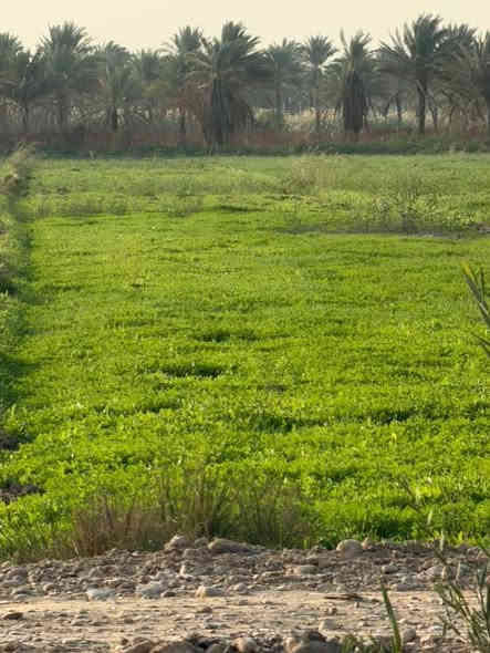 5 دوانم للبيع على المشروع الاراضي مباشرتا
العنوان تاجي ذراع دجله تباع دونم فما فوق 
صايره على شارع 10 مترات وواجهية الدونم 
الواحد 50×50 مربع منطقة امان وتكدر تعيش برفاهيه
وترفيه سعر الدونم الواحد 47 مليون جنس الارض طابو
سند 25 فتح بيان بسم المشتري اي تواصل او استفسار
على رقمي متوفر بي واتساب *********** واتساب بمطقه شيخ عامر
