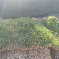 ثيل • شتلات • الحمزه الشرقي