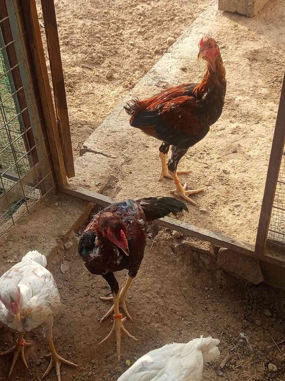 الكل للبيع اي شي يعجبك راسلني واكلك تفاصيله وسعره هراتيات شاموو فولل وعرب وابو ركيبه عنواني بل دبس


**إذا كنت صاحب هذا الإعلان وتريد حذفه لأي سبب، رجاءا أرسل رسالة إلى الدعم الفني**