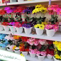 تخفيض • ورود • الرميثة