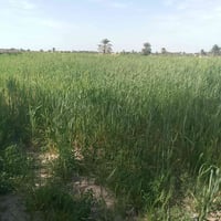 النجف الحيره الصنين • ٣ دونم • مزروعه حنطه