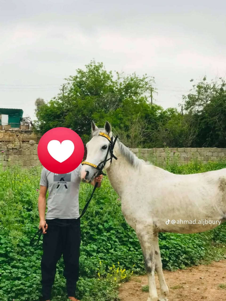 السلام عليكم فرس اهوازيه فناص وحراره خياله درجه اولى عشار 9شهر شرط سونار عمرها 6سنوات المكان الموصل ربيعه مكلف بنشر اني الشراي يراسل راعيها مطلك الطلب


**إذا كنت صاحب هذا الإعلان وتريد حذفه لأي سبب، رجاءا أرسل رسالة إلى الدعم الفني**