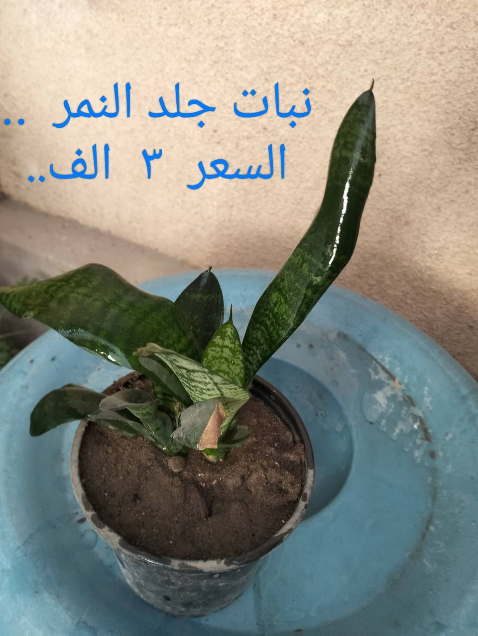السلام عليكم.. 
١- شتلات حجم كبير نبات العنكبوت سعر الشتلة   ٣  ألف.. 
٢- نبات المكحلة (اليهودي)  حجم كبير   السعر      ٢  الف.. 
٣- نبات جلد النمر  ..  سعر الشتلة..                      ٣  الف..


**إذا كنت صاحب هذا الإعلان وتريد حذفه لأي سبب، رجاءا أرسل رسالة إلى الدعم الفني**