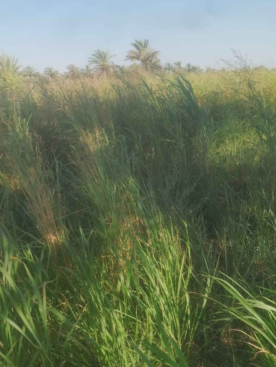 يوجد جت ومانيكوم او شعير صيفي للضمان تواصل على الرقم ***********
دجيل صلاح الدين
