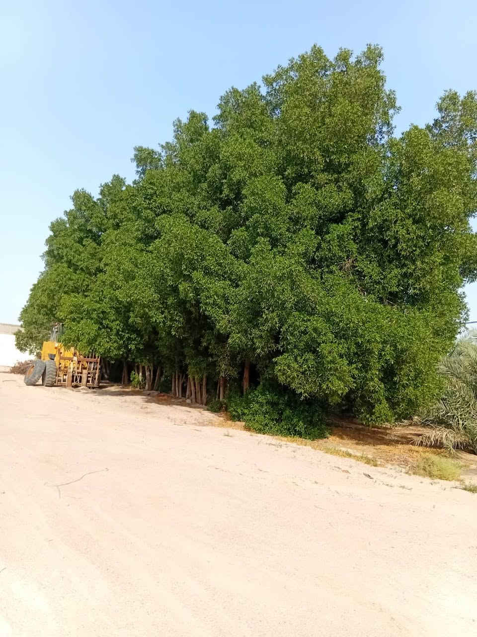 كاربس محتاج واحد يقطعه وياخذه رقم ***********
