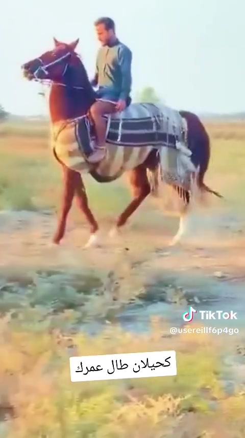 يالله حصان عربي معروف رتفاع 155مكفول من مرابط خياله فول 
مراوس يرهم 
***********
