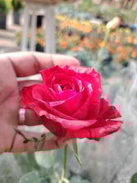 جوري إيراني • مقاوم للحرارة • الكوت