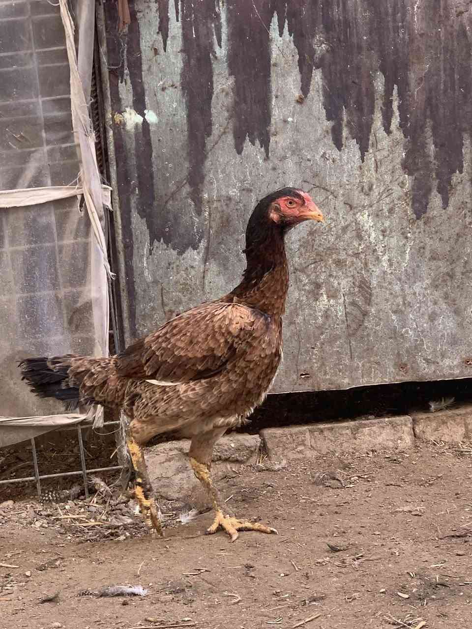 السلام عليكم شباب هاي دجاجات هرتيات للبيع بيهن سوده بعدهه زغيره السعر 100بيهن مجال قليل ليريدهن بخدمته الاستفسار ***********
